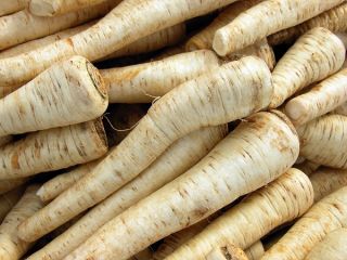 Benih rekaman - Parsley "Berliner Halblange" - varietas terlambat - Petroselinum crispum  - biji