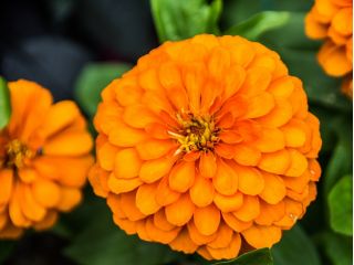 大丽花花百日草“Orys” - 橙色 - Zinnia elegans fl.pl. Dahliaeflora - 種子
