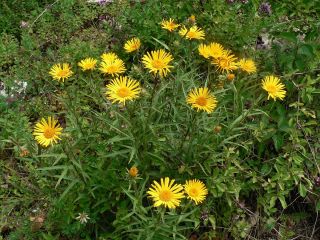 Miekkahirvenjuuri - 216 siemenet - Inula ensifolia