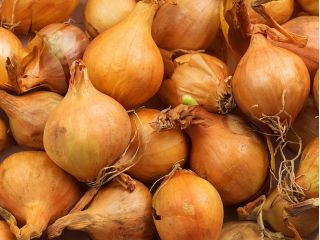 Lök -  Bila - Allium cepa L. - FRÖBAND