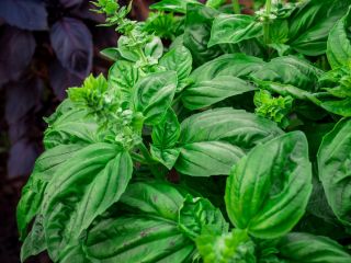 Cucina del mondo - Basilico a foglie di lattuga - 