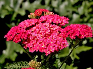 Siankärsämö - Paprika - Punainen - Achillea millefolium