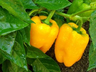 Pepper 'Marta Polka' - odrůda sladkého pole - 10 gramů -  Capsicum annuum - semena