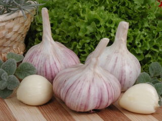 Téli fokhagyma 'Arkus' - 4 hagyma (0,20 - 0,25 kg)