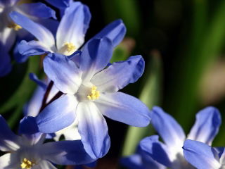 Forbes' glory-of-the-snow - Chionodoxa forbesii blue - Large Pack! - 100 pcs.
