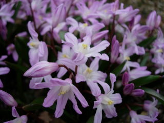 Gloria de la nieve de Forbes Chionodoxa forbesii Pink Giant - ¡Paquete grande! - 100 piezas