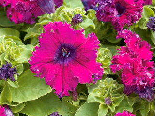 Pink Petunia seeds - Petunia x hybrida fimbriata - 80 seeds