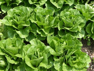 Romaine lettuce 'Valmaine' - rich in vitamins C and A