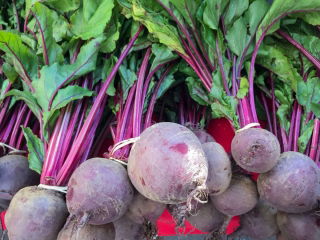 BIO - บีทรูท "ดีทรอยต์ 2" - ได้รับการรับรองเมล็ดอินทรีย์ - 500 เมล็ด - Beta vulgaris var. conditiva 