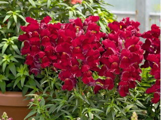 Dragón común "Sabrina" - un cultivar híbrido con flores de color carmesí - 