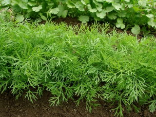 Endro de jardim "esmeralda" - 500 g - 