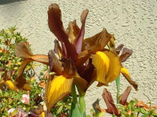 Hollandsk iris - Bronzedronning - stor pakke! - 100 stk.