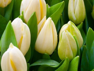 Tulipán gigante de limón - paquete grande - 50 piezas