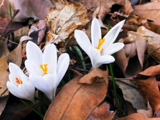 Crocus autunnale 'Album' - confezione grande - 10 pz; zafferano di prato, donna nuda