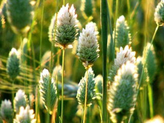 Pasto canario - 