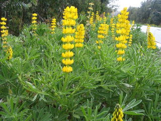 Lupino giallo annuale 'Mister' - 5 kg - 