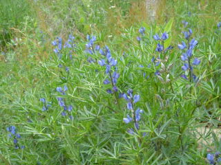 Süßlupine &quot;Azuro&quot; - 10 kg; Schmalblättrige Lupine, Schmalblättrige Lupine, Blaue Lupine - 