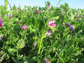 Common vetch 'Hanka' - 0.5 kg