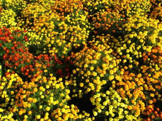 Clavelón de la India - variada - Tagetes patula - 100 g - Anual ornamental y fitosanitaria - Semillas frescas