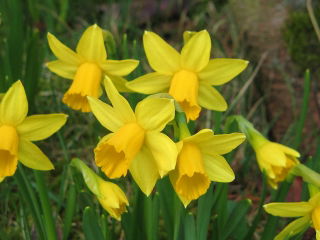 Narciso Tete-a-Tete - Narciso Tete-a-Tete - XXXL pack 250 uds