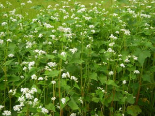 Buckwheat 'Corona' - 1kg seeds (Fagopyrum esculentum Moench)