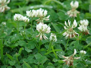 Trèfle blanc - Haifa - Trifolium repens - 0,5 kg - Fourrage vivace à haut rendement - Graines fraîches