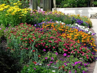 Smog-Absorbing Plant Mix - Clear the Air - 5 kg - Fresh Seeds