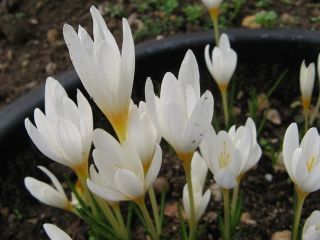 Crocus Ochroleucus - 10 bulbs