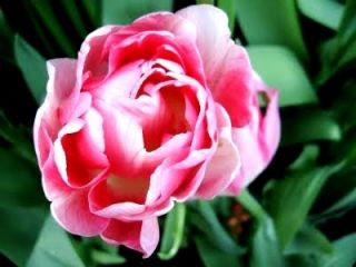 Tulipa Upstar - Tulip Upstar - 5 bulbs
