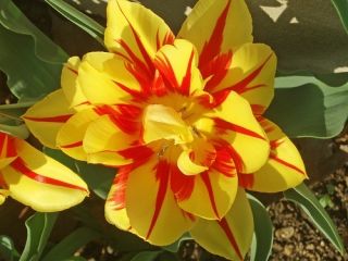 Tulipan Monsella - pakke med 5 stk - Tulipa Monsella