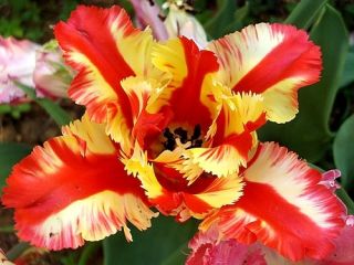 Tulipa Flaming Parrot - Tulip Flaming Parrot - 5 bulbs