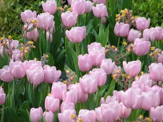 Tulipa Pink Diamond - Tulip Pink Diamond - 5 lampu