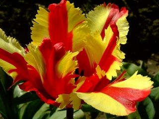 Tulipa Flaming Parrot - Tulip Flaming Parrot - 5 bulbs