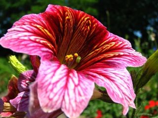 Painted Tongue - Mixed - Salpiglossis sinuata - Dazzling Summer Blooms, July to September - Fresh Seeds