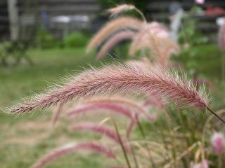 Fountain Grass seeds – Pennisetum