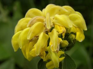 エルサレムセージの種子 -  Phlomis russeliana  -  20種子 - Phlomis L. - シーズ