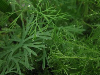 Tilli – Emerald - 2800 siemenet - Anethum graveolens L.