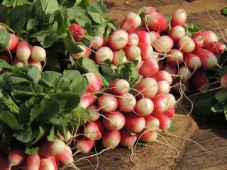 萝卜Krakowianka种子 -  Raphanus sativus  -  425种子 - Raphanus sativus L. - 種子