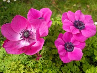 Anemone – Sylphide  – 40 pcs