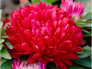 Aster peony merah tinggi - 500 biji - Callistephus chinensis