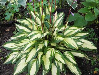 Hosta, Plantain Lily Cherry Berry