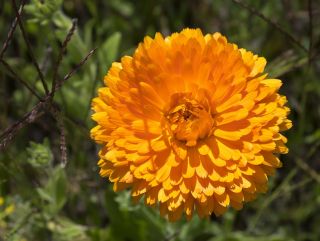 Календула лекарственная - Santana - Calendula officinalis - семена