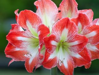 Amaryllissläktet - Minerva - Hippeastrum
