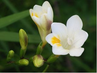 Freesia, Freesie Single White - 10 Zwiebeln