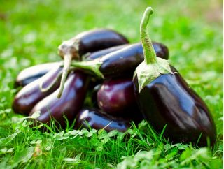 Aubergine - Avan F1 - Solanum melongena - frön