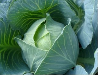 Belo zelje "Amager kurzstrunkig" - pozna sorta - 480 semen - Brassica oleracea convar. capitata var. alba - semena