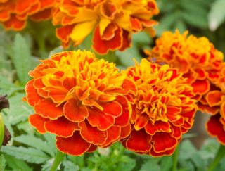 فرنگی فرانسوی "Pirat" - تنوع در حال رشد کم، شکوفه عسل و ماهان - Tagetes patula nana - دانه