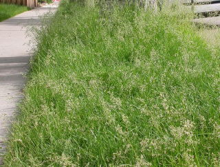 Lawn blue grass Sunbeam - 5 kg
