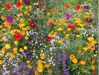 Bee Friendly - Wildflower Mix for Bees - 500 g - Seeds