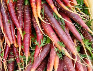 Carrot Deep Purple seeds - Daucus carota var. sativus - 425 seeds